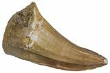 Fossil Mosasaur (Mosasaurus) Tooth - Morocco #286369-1